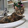 animal, bathroom, cat, closeup, countertop, curious, domestic, faucet, flowers, fur, gazing, green_eyes, household, indoor, pet, relaxed, sink, tabby_cat, vase, whiskers