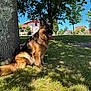 Roxie participe au concours pour gagner de l'argent avec cette photo : dog, german_shepherd, sitting, tree, grass, shade, sunny_day, outdoor, animal, pet, tongue_out, happy, canine, nature, blue_sky, house, residential_area, shadow, park, fur