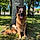 Roxie