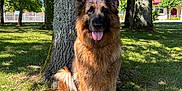 Roxie a rejoint le concours — aidez-le/la à gagner de superbes lots ! dog, german_shepherd, animal, pet, outdoor, tree, grass, sunlight, nature, tongue_out, canine, fur, happy, sitting, shade, park, house, daylight, blue_sky, background
