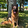 dog, german_shepherd, animal, pet, outdoor, tree, grass, sunlight, nature, tongue_out, canine, fur, happy, sitting, shade, park, house, daylight, blue_sky, background