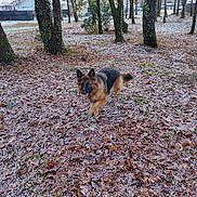 Roxie participe au concours pour gagner de l'argent avec cette photo : dog, german_shepherd, running, forest, trees, leaves, frost, snow, outdoor, nature, winter, canine, animal, park, daylight, grass, playful, motion, pet, landscape