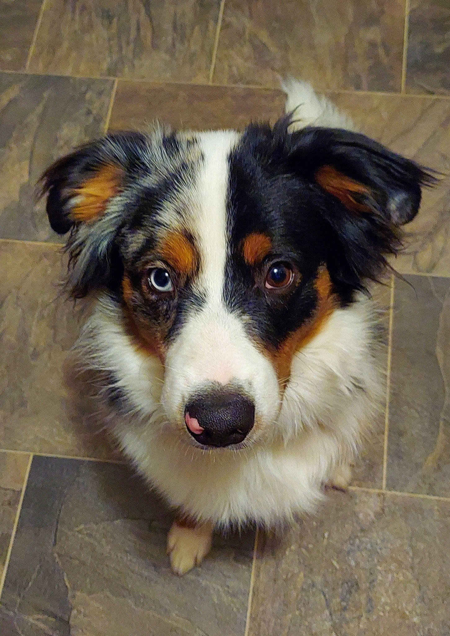 Frankie joined the competition — help win amazing prizes! ancient_dog_breeds, art, australian_collie, australian_shepherd, ball, canidae, carnivore, companion_dog, dog, dog_breed, eye, fur, herding_dog, miniature_australian_shepherd, plant, sporting_group, terrestrial_animal, whiskers, working_dog