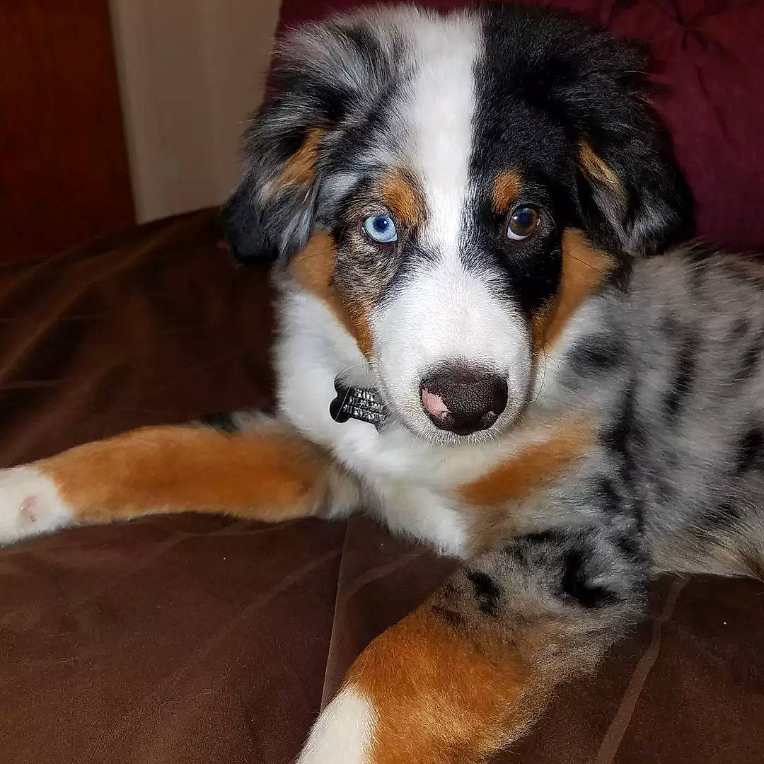Frankie joined the competition — help win amazing prizes! australian_shepherd, ball, canidae, carnivore, companion_dog, dog, dog_breed, fur, herding_dog, miniature_australian_shepherd, plant, puppy, snout, sporting_group, terrestrial_animal, toy_dog, whiskers, working_dog