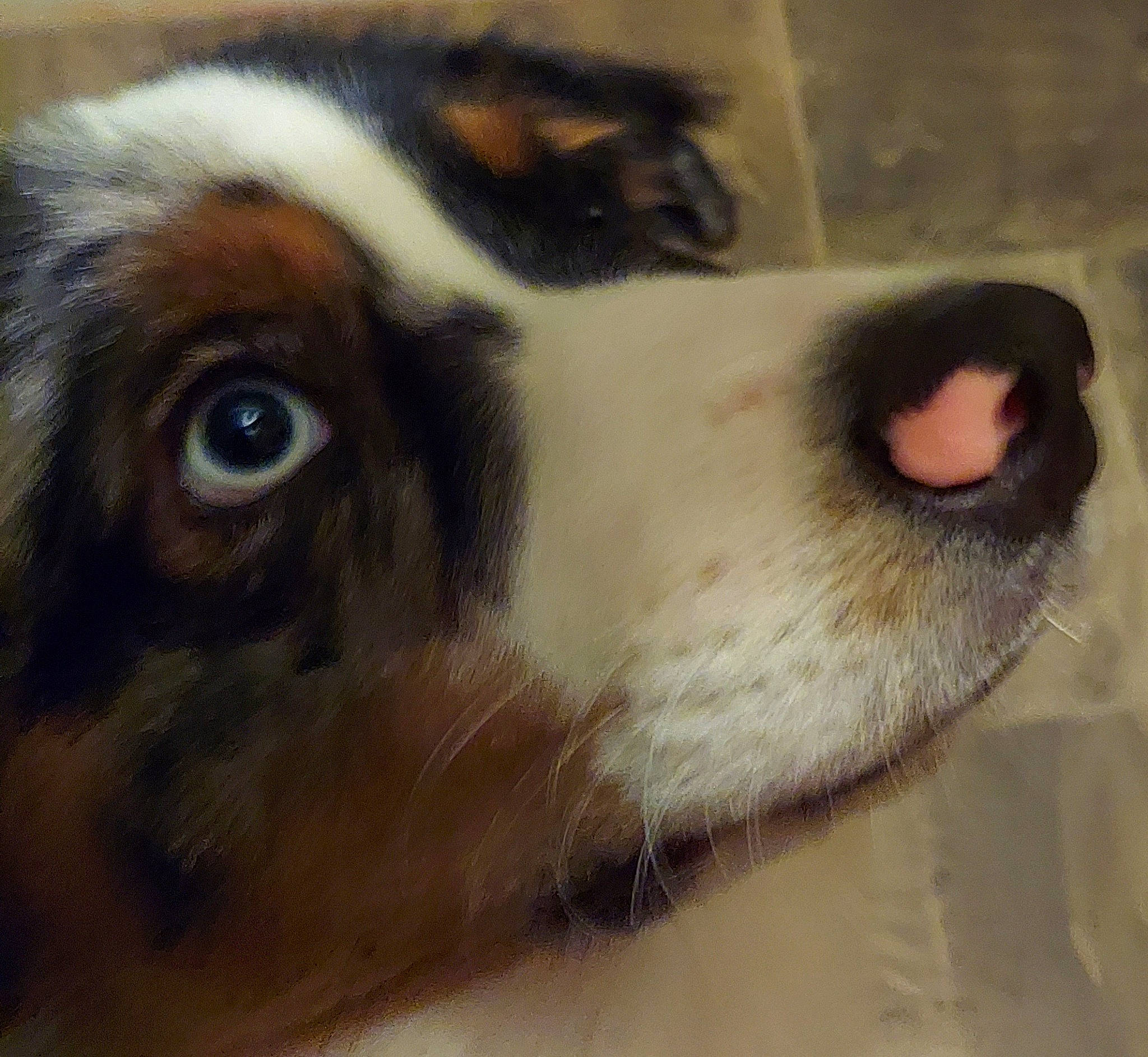 Frankie is registered to the contest to win money with this photo: canidae, carnivore, close_up, companion_dog, dog, dog_breed, ear, eyelash, fawn, fur, liver, paw, puppy, snout, sporting_group, terrestrial_animal, whiskers, working_animal