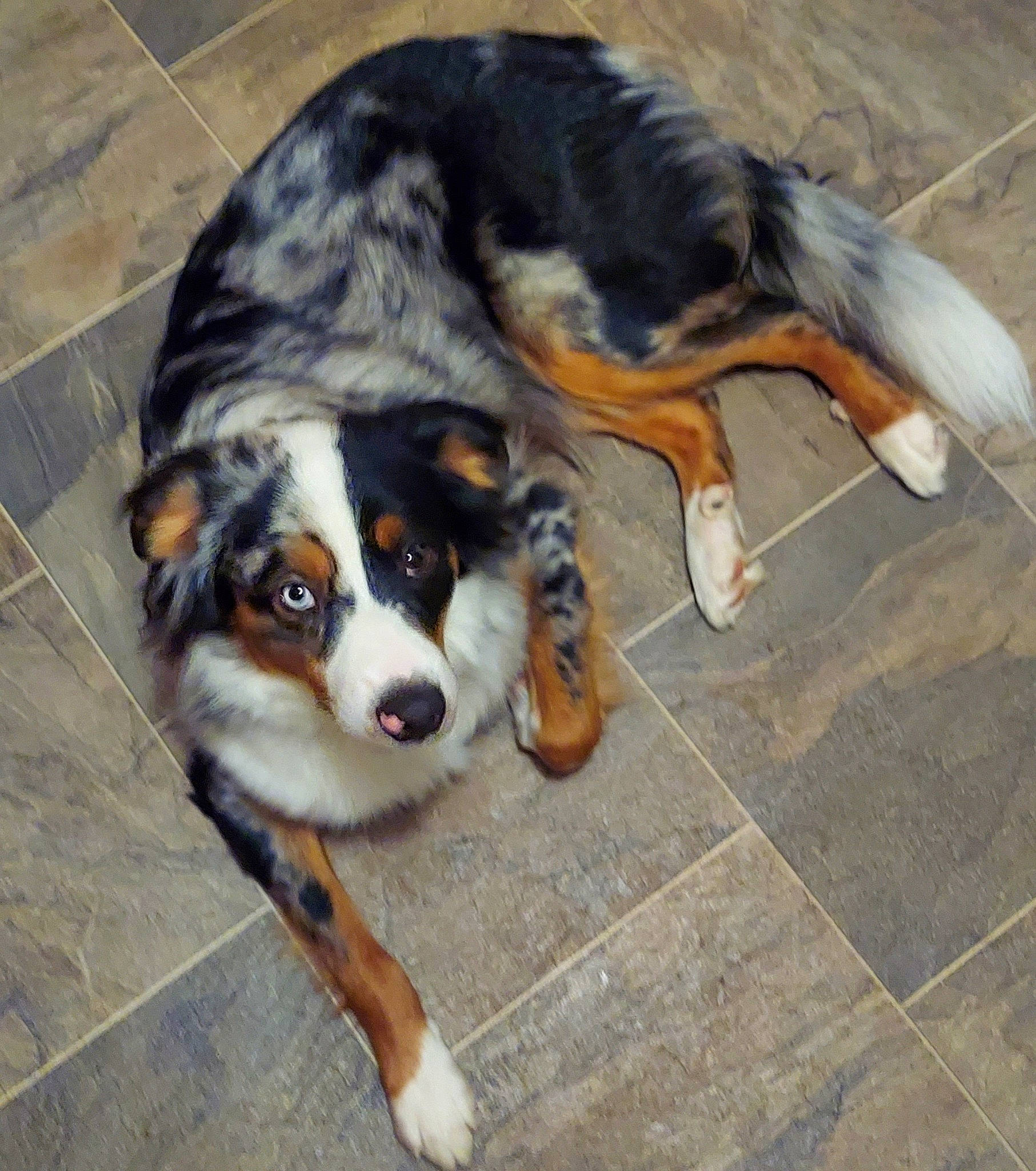 Frankie joined the competition — help win amazing prizes! canidae, carnivore, companion_dog, dog, dog_breed, flooring, fur, herding_dog, mammal, plant, puppy, snout, sporting_group, tail, terrestrial_animal, tile_flooring, vertebrate, whiskers, working_animal, working_dog