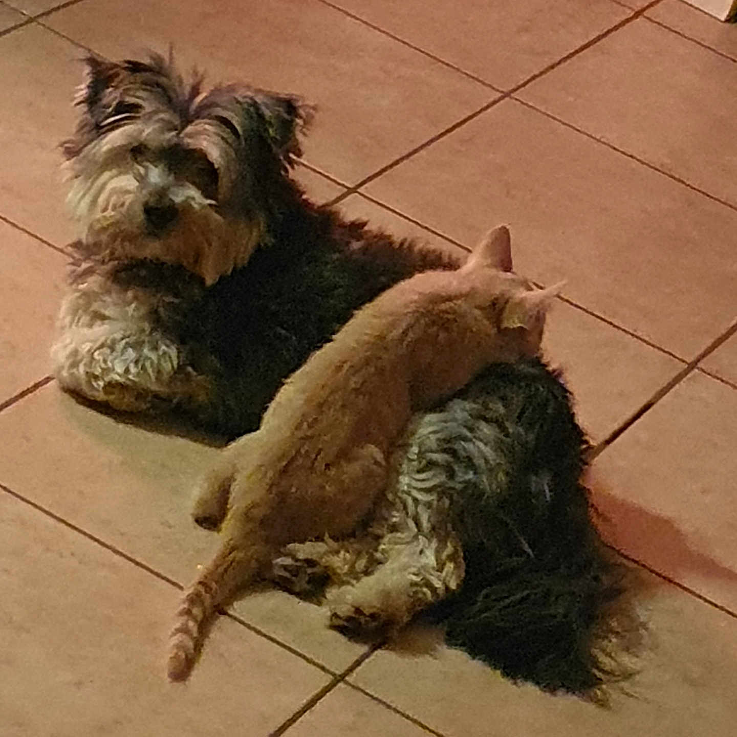 Tessy a rejoint le concours — aidez-le/la à gagner de superbes lots ! animal, cat, companion, cozy, cute, dog, domestic, floor, friendship, fur, furry, ginger_cat, home, indoor, laying_down, pet, relaxed, resting, small_dog, tile