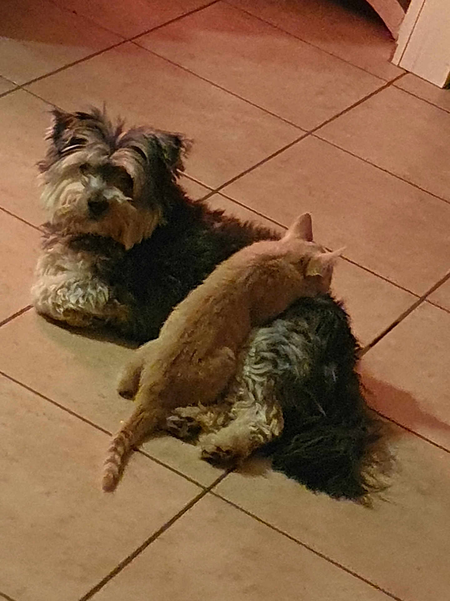 Tessy a rejoint le concours — aidez-le/la à gagner de superbes lots ! dog, cat, floor, tile, indoor, pet, animal, furry, resting, cute, companion, friendship, ginger_cat, small_dog, laying_down, domestic, cozy, relaxed, fur, home