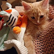 Pantoufle participe au concours pour gagner de l'argent avec cette photo : kitten, cat, stuffed_animal, toy, blanket, knitted, orange_fur, pet, animal, cute, cozy, indoor, close_up, furry, sleepy, domestic_cat, soft_toy, warm_lighting, resting, companion