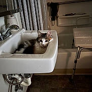 Frankie is registered to the contest to win money with this photo: cat, sink, bathroom, pet, feline, domestic_animal, tile_floor, curtain, bathtub, plumbing, indoor, resting, fur, whiskers, ears, household, quiet, cozy, small_space, calm