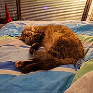 Gringa participe au concours pour gagner de l'argent avec cette photo : animal, bed, blanket, cat, cozy, curtains, cute, decor, domestic, fur, furry, indoor, paw, pet, resting, sleeping, striped, tabby, tail, window
