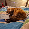 animal, bed, blanket, cat, cozy, curtains, cute, decor, domestic, fur, furry, indoor, paw, pet, resting, sleeping, striped, tabby, tail, window