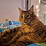 Gringa a rejoint le concours — aidez-le/la à gagner de superbes lots ! animal, bed, bedding, cat, closeup, comfort, cozy, curious, ears, feline, fluffy, fur, home, indoor, pet, relaxed, resting, striped, tabby, whiskers