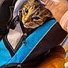 Gringa a rejoint le concours — aidez-le/la à gagner de superbes lots ! animal, backpack, black, blue, brown, cat, closeup, cozy, curious, domestic, ears, face, fur, hand, indoor, pet, soft, tabby, whiskers, zipper