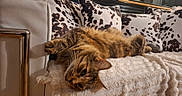 Gringa participe au concours pour gagner de l'argent avec cette photo : animal, blanket, cat, comfort, cow_print, cozy, cushion, ears, face, feline, fur, home, indoor, lying_down, pet, relaxed, resting, sofa, tabby_cat, whiskers