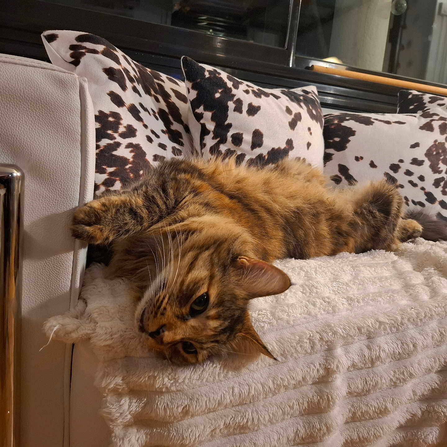 Gringa participe au concours pour gagner de l'argent avec cette photo : animal, blanket, cat, comfort, cow_print, cozy, cushion, ears, face, feline, fur, home, indoor, lying_down, pet, relaxed, resting, sofa, tabby_cat, whiskers