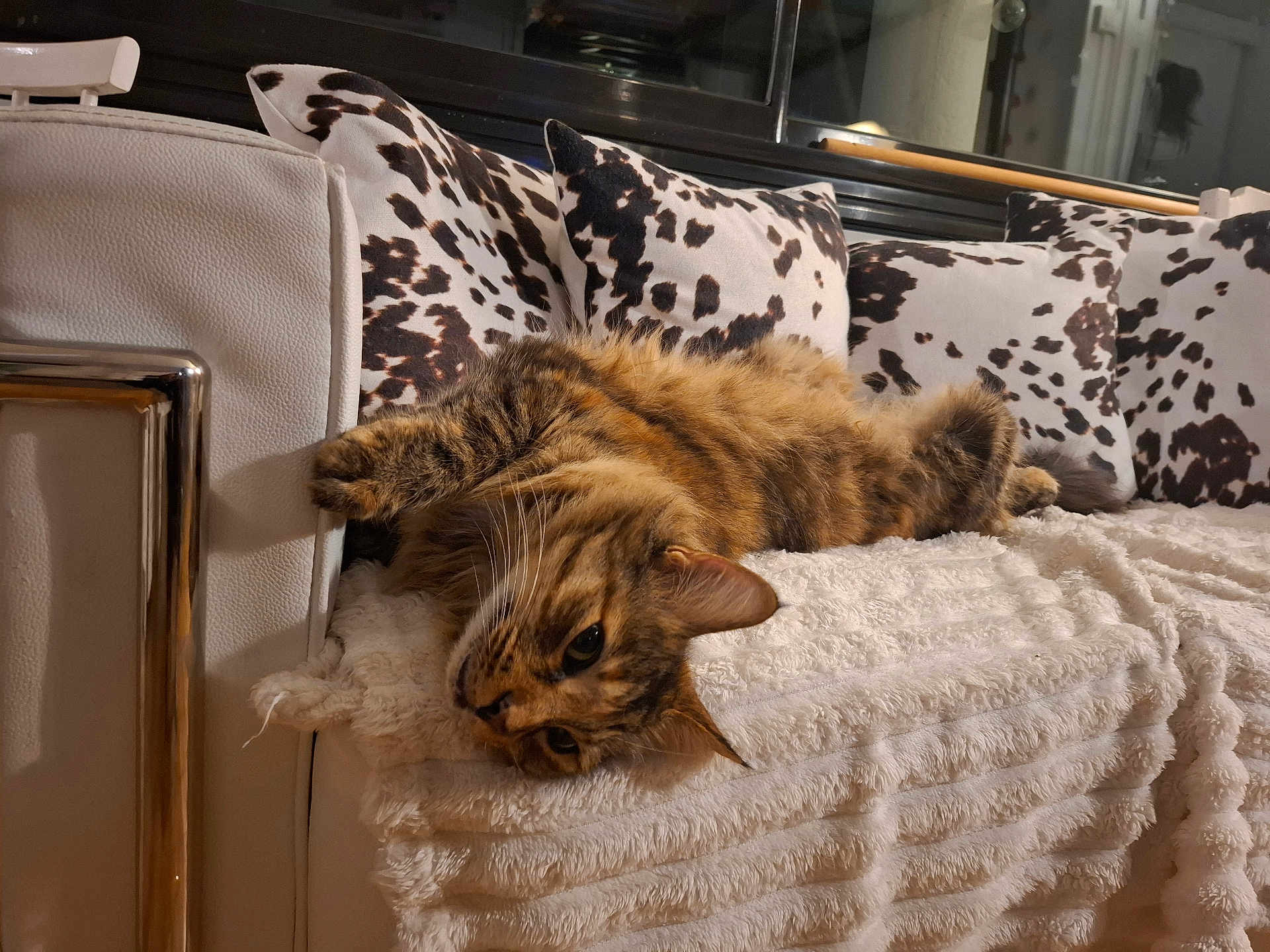 Gringa participe au concours pour gagner de l'argent avec cette photo : cat, tabby_cat, sofa, blanket, cushion, cow_print, indoor, pet, feline, fur, relaxed, lying_down, whiskers, ears, face, home, comfort, resting, animal, cozy