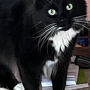 Taz joined the competition — help win amazing prizes! alert, animal, black_and_white, cat, close_up, curious, domestic, feline, fur, green_eyes, household, indoor, mammal, paws, pet, soft_background, standing, table, tuxedo_cat, whiskers