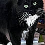 alert, animal, black_and_white, cat, close_up, curious, domestic, feline, fur, green_eyes, household, indoor, mammal, paws, pet, soft_background, standing, table, tuxedo_cat, whiskers