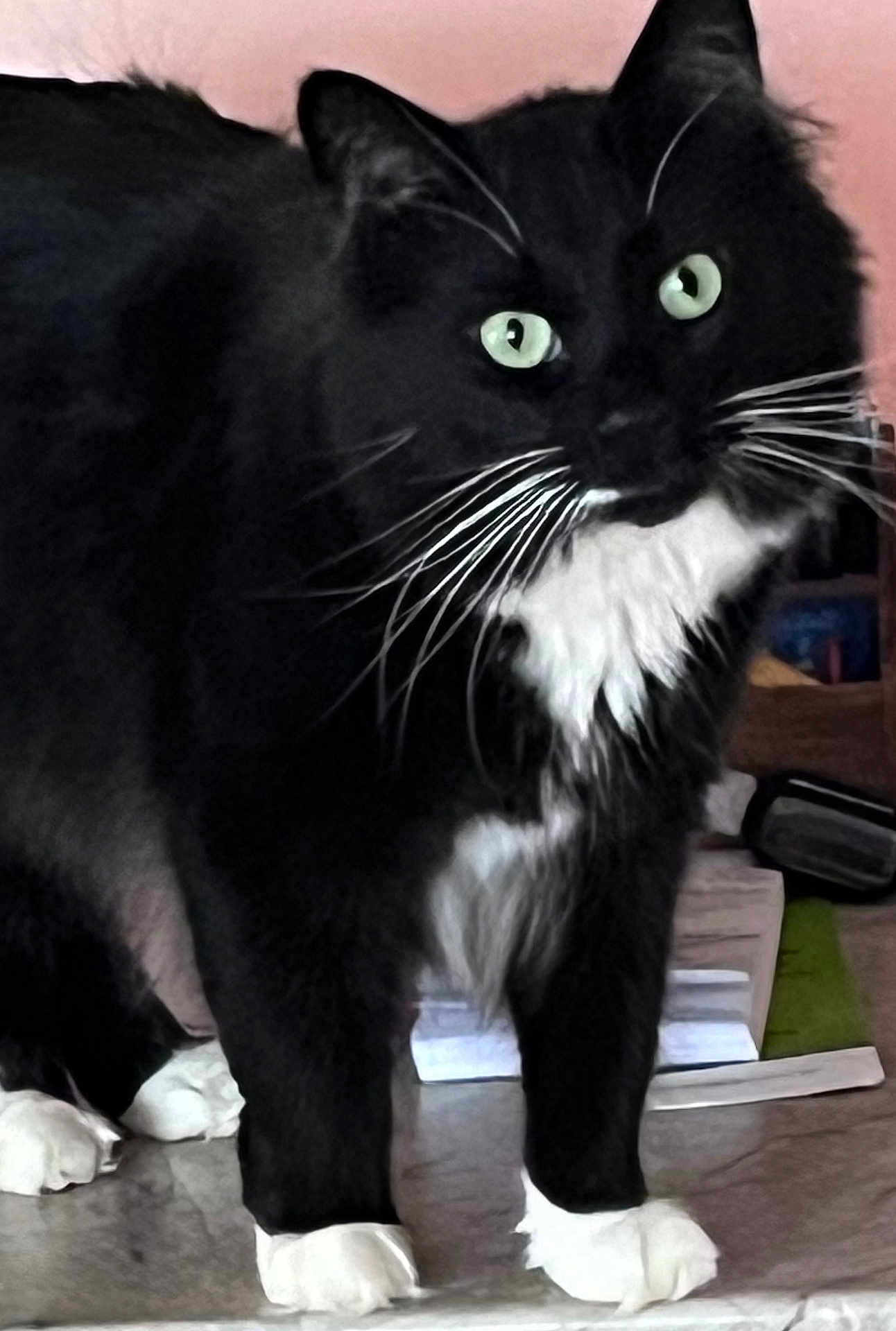Taz