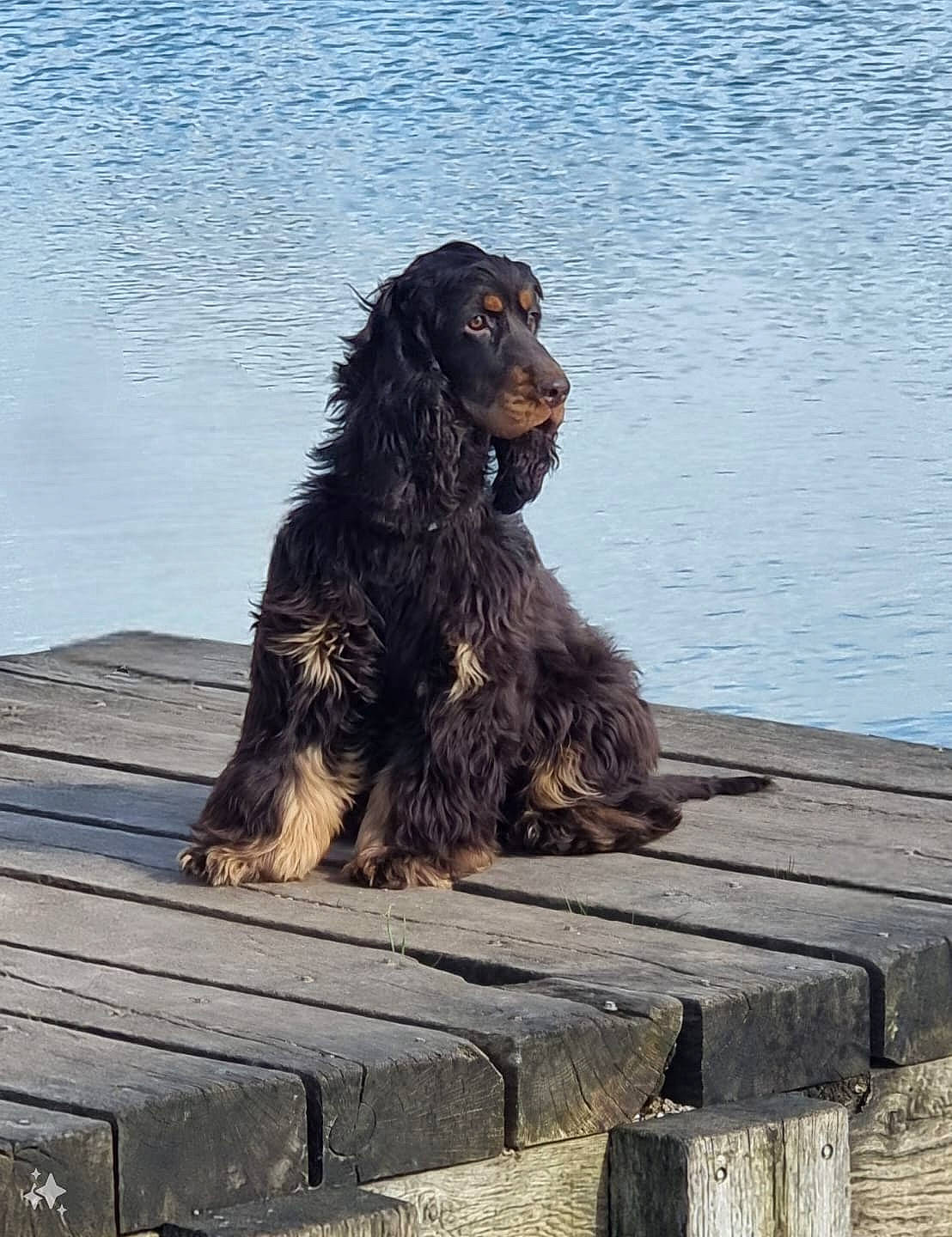 Buddy joined the competition — help win amazing prizes! canidae, carnivore, cocker_spaniel, companion_dog, dog, dog_breed, gun_dog, hardwood, lake, liver, ocean, plank, snout, spaniel, sporting_group, water, water_dog, wood, working_animal, working_dog