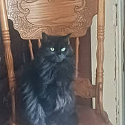 Phelicity joined the competition — help win amazing prizes! black_cat, cat, feline, pet, animal, chair, wooden_chair, carved_wood, indoor, furniture, sitting, fluffy_fur, eyes, domestic_cat, home, quiet, still_life, portrait, furry, cute_pet