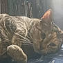 cat, tabby, feline, pet, animal, whiskers, paw, indoor, bed, blanket, striped, relaxed, resting, closeup, mammal, cozy, domestic, furniture, bookcase, soft_light