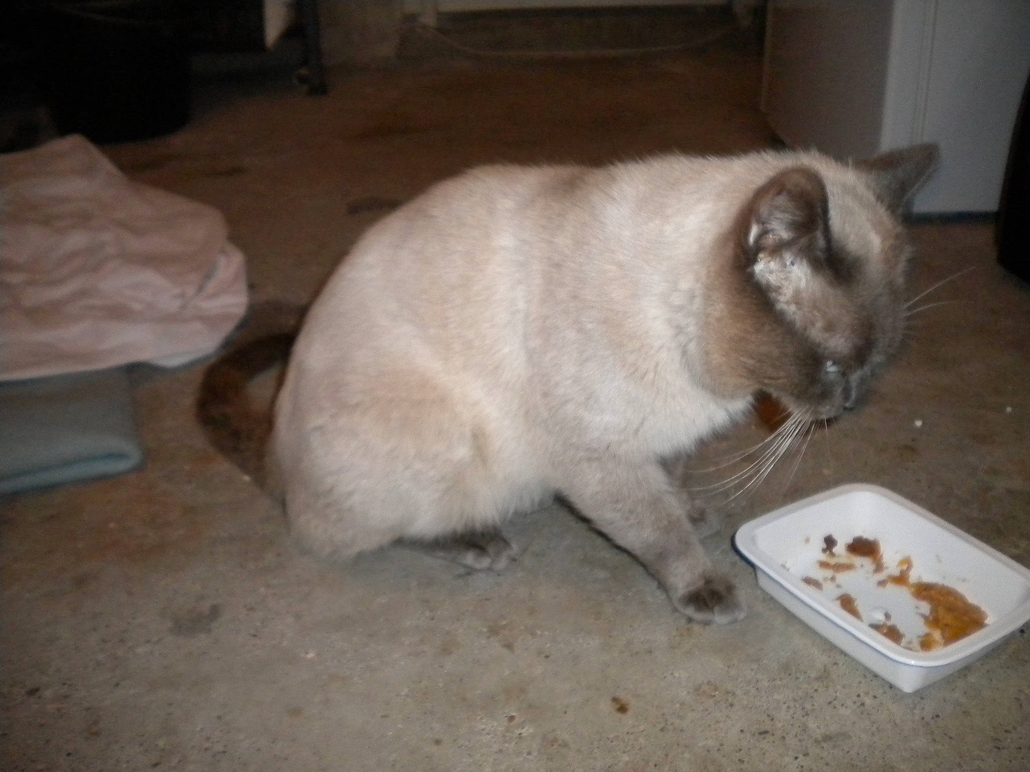 Taï Taï participe au concours pour gagner de l'argent avec cette photo : carnivore, cat, domestic_short_haired_cat, fawn, felidae, flooring, fur, ingredient, mixing_bowl, paw, pet_food, pet_supply, recipe, siamese, small_to_medium_sized_cats, snout, tableware, tail, thai, whiskers