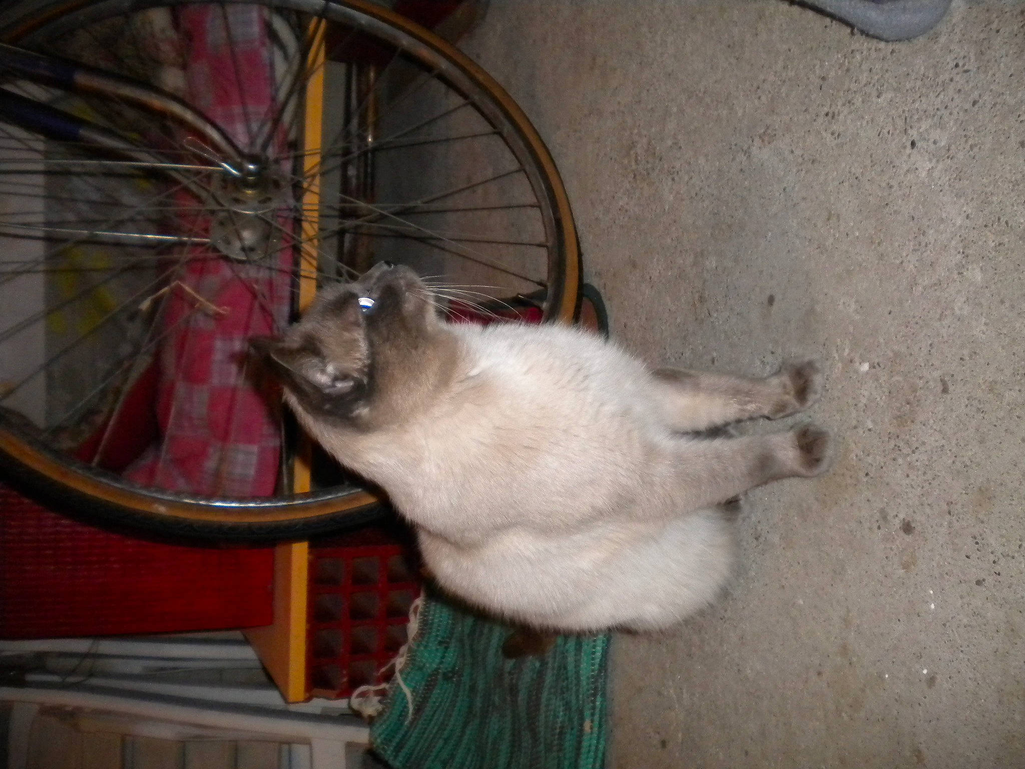 Taï Taï participe au concours pour gagner de l'argent avec cette photo : automotive_tire, bicycle, bicycle_fork, bicycle_frame, bicycle_tire, bicycle_wheel, bicycle_wheel_rim, carnivore, cat, crankset, domestic_short_haired_cat, felidae, hub_gear, small_to_medium_sized_cats, spoke, tail, tire, wheel, whiskers, wood