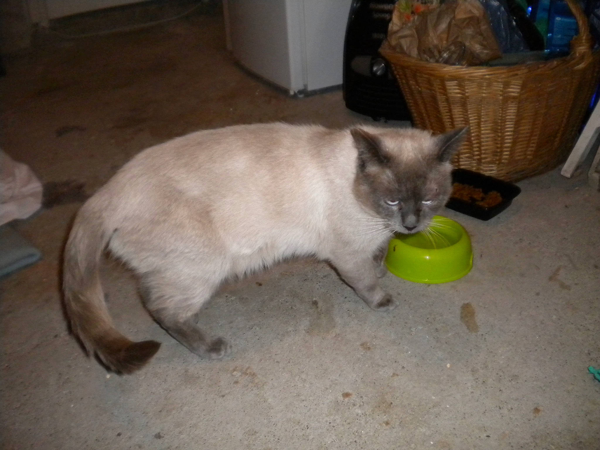 Taï Taï a rejoint le concours — aidez-le/la à gagner de superbes lots ! basket, box, carnivore, cat, claw, domestic_short_haired_cat, fawn, felidae, flooring, fur, pet_supply, picnic_basket, plastic_bag, siamese, small_to_medium_sized_cats, snout, storage_basket, tail, thai, whiskers