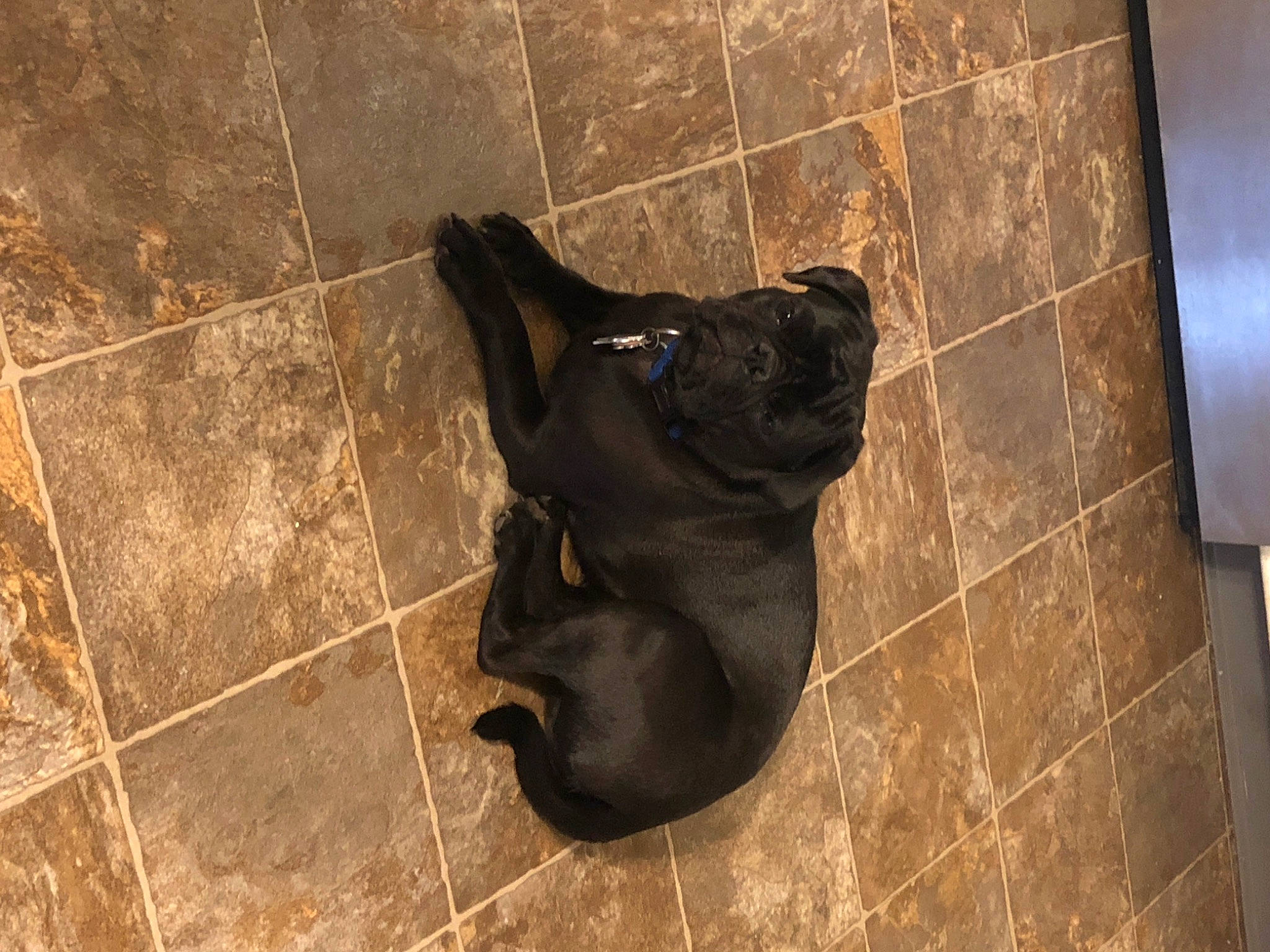 Dante joined the competition — help win amazing prizes! black, canidae, dog_breed, fawn, floor, flooring, footwear, shoe, snout, sporting_group, tile