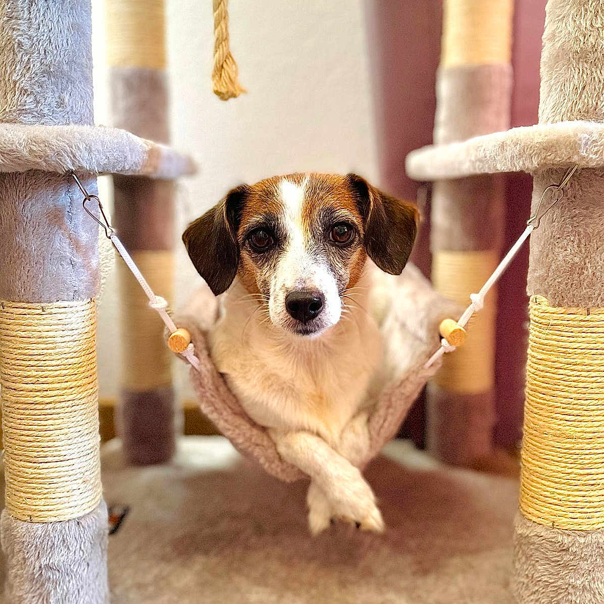 Ruby participe au concours pour gagner de l'argent avec cette photo : accessories, animal, baton, beagle, canine, dog, dogbed, hound, indoors, interiordesign, leash, person, pet, puppy, rope, snout, stick, strap, walkingdog