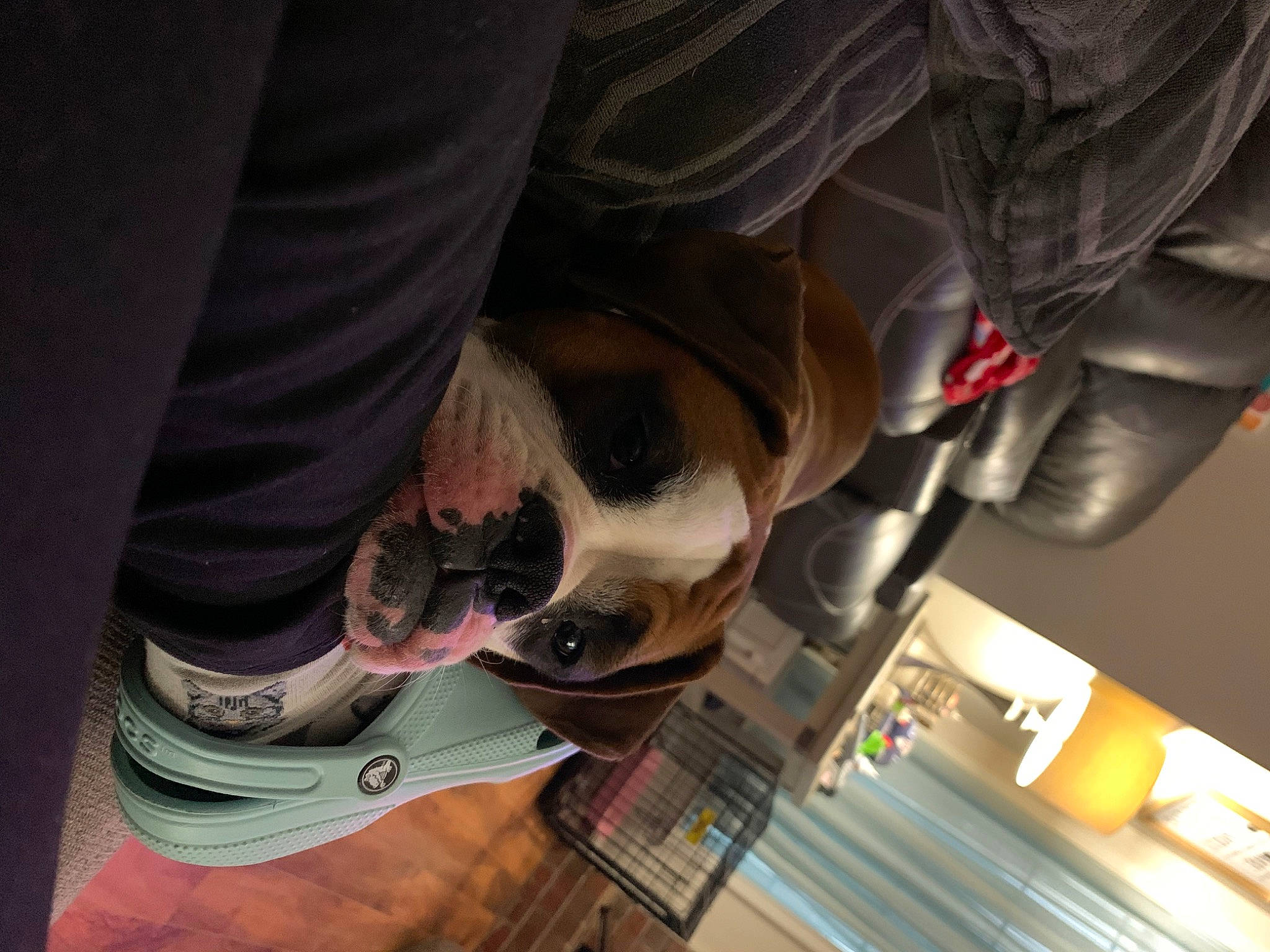 Gabbie is registered to the contest to win money with this photo: carmine, comfort, companion_dog, dog, eyewear, flooring, foot, fun, gesture, human_leg, knee, personal_protective_equipment, sunglasses, thigh, walking_shoe, wood