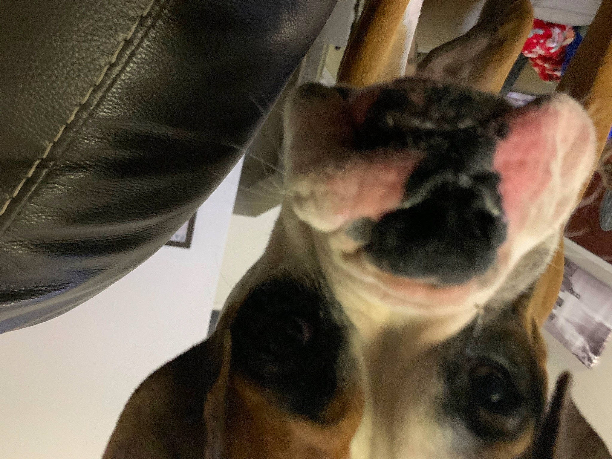 Gabbie joined the competition — help win amazing prizes! canidae, carnivore, comfort, companion_dog, dog, dog_breed, ear, eyewear, fawn, felidae, foot, fur, jaw, paw, small_to_medium_sized_cats, snout, sporting_group, tail, whiskers, working_animal