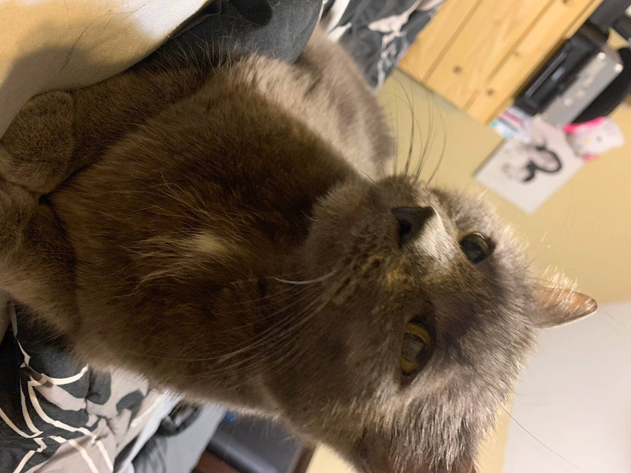 Tubby is registered to the contest to win money with this photo: box, carnivore, cat, chest_of_drawers, claw, domestic_short_haired_cat, drawer, ear, fawn, felidae, flooring, fur, paw, small_to_medium_sized_cats, snout, tail, terrestrial_animal, whiskers