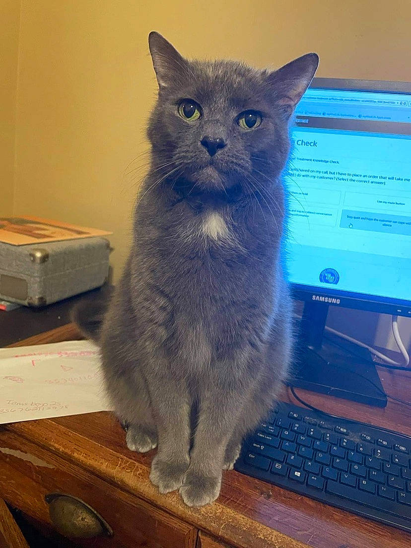 Tubby joined the competition — help win amazing prizes! carnivore, cat, computer, computer_keyboard, domestic_short_haired_cat, felidae, input_device, iris, netbook, output_device, peripheral, personal_computer, russian_blue, small_to_medium_sized_cats, snout, space_bar, tail, touchpad, whiskers, wood