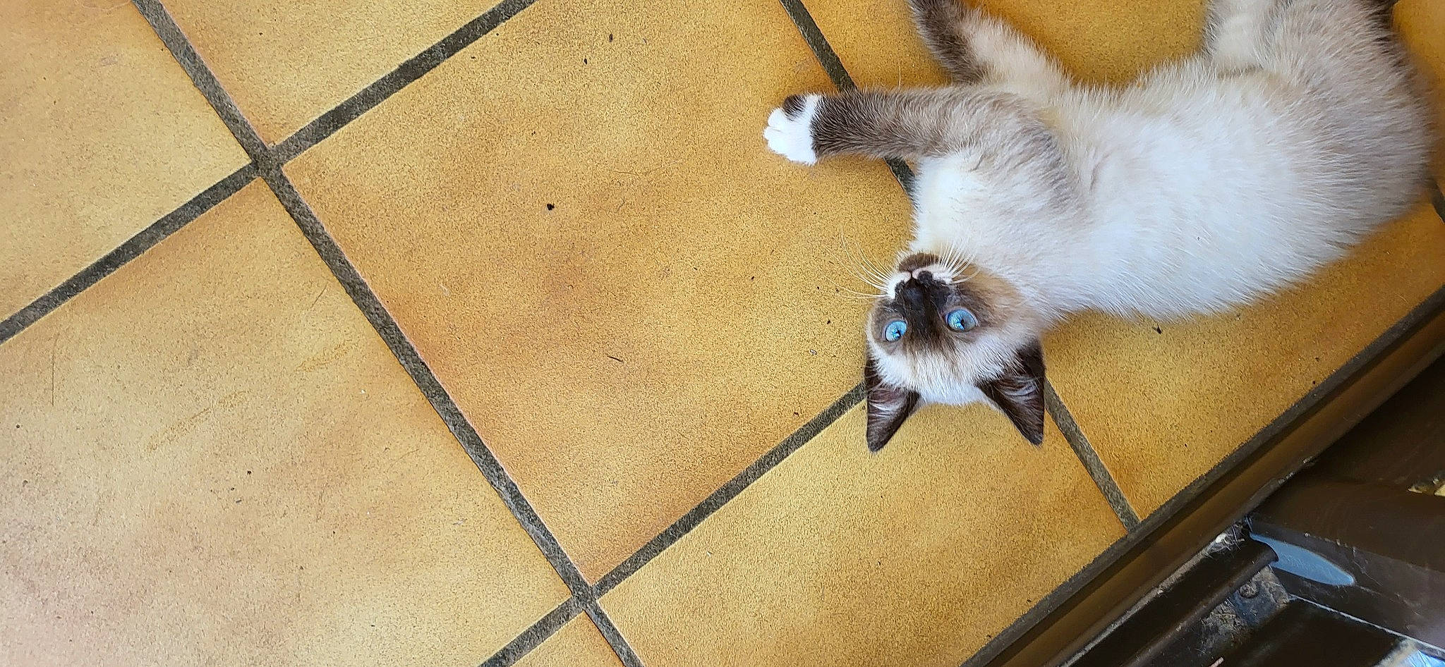 Mylo a rejoint le concours — aidez-le/la à gagner de superbes lots ! balinese, birman, carnivore, cat, claw, companion_dog, dog_breed, fawn, felidae, flooring, fur, hardwood, paw, siamese, small_to_medium_sized_cats, snout, tail, thai, whiskers, wood