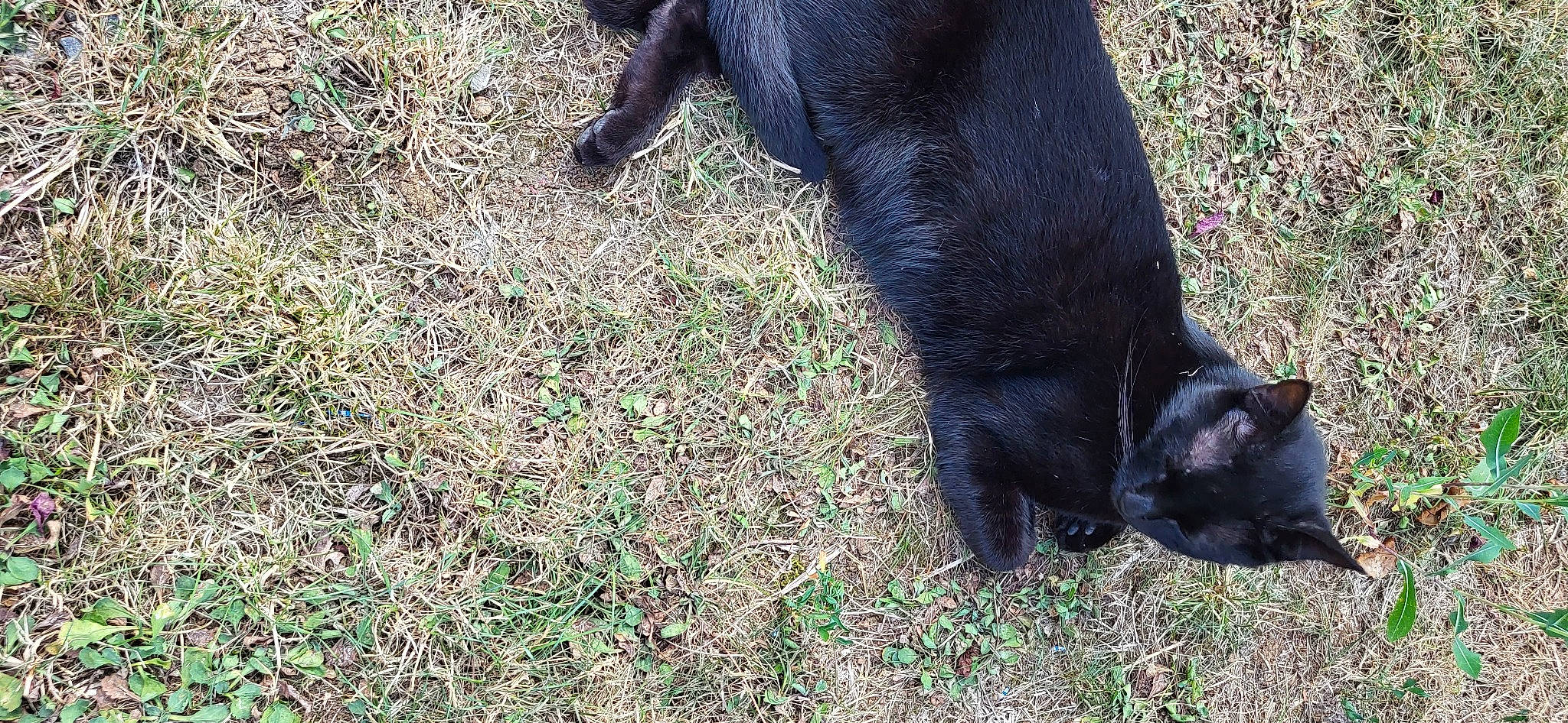 Réglisse participe au concours pour gagner de l'argent avec cette photo : black_cat, canidae, carnivore, cat, companion_dog, dog_breed, felidae, foot, fur, grass, groundcover, human_leg, small_to_medium_sized_cats, snout, soil, sporting_group, tail, terrestrial_animal, whiskers, working_animal