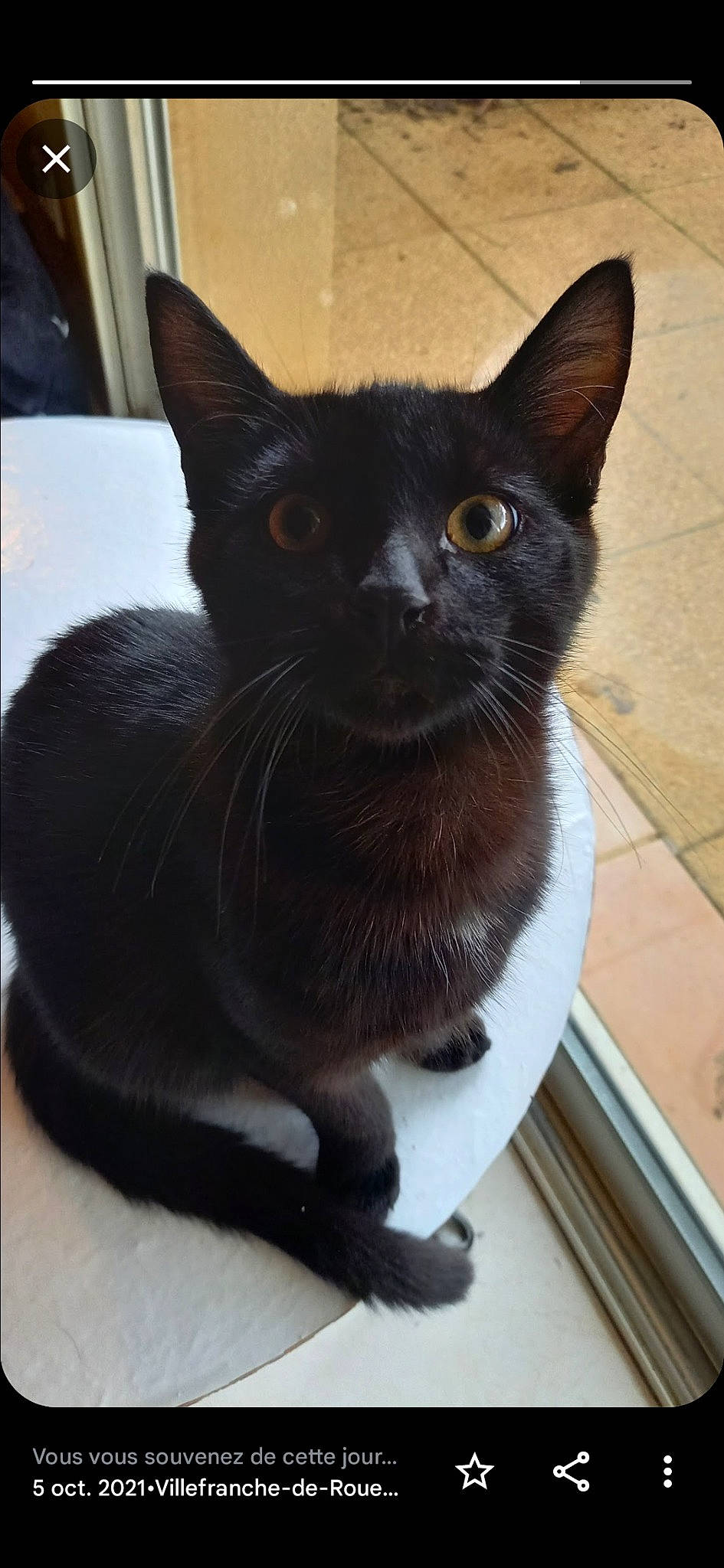 Soda a rejoint le concours — aidez-le/la à gagner de superbes lots ! black_cat, bombay, carnivore, cat, cat_furniture, domestic_short_haired_cat, felidae, fur, havana_brown, small_to_medium_sized_cats, snout, tail, terrestrial_animal, whiskers