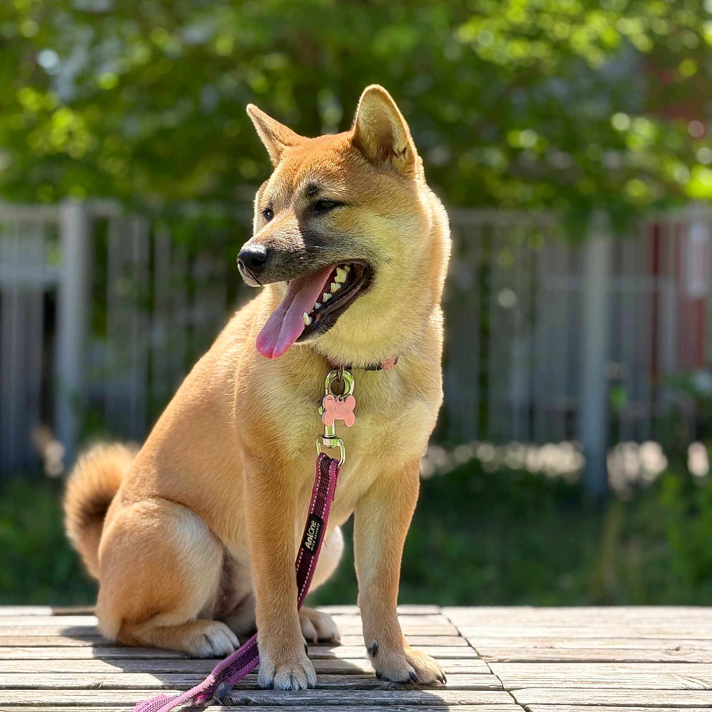 Vaiana participe au concours pour gagner de l'argent avec cette photo : accessories, animal, canine, dog, fox, grass, husky, indoors, interiordesign, leash, outdoors, pet, plant, puppy, strap, tree, vegetation, water, waterfront, wood