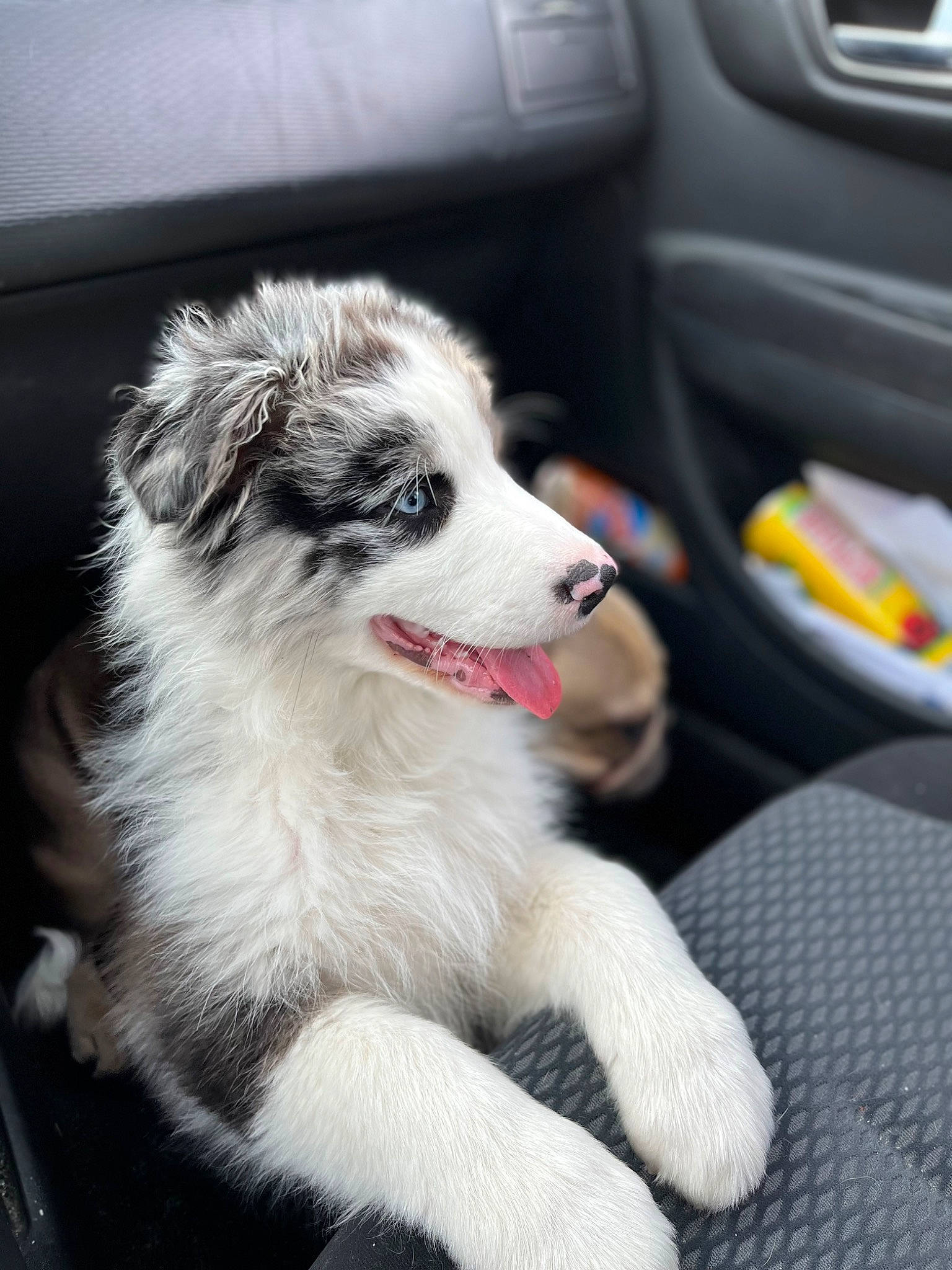 Thaïa a rejoint le concours — aidez-le/la à gagner de superbes lots ! auto_part, automotive_design, automotive_exterior, canidae, car, carnivore, companion_dog, dog, dog_breed, family_car, fur, motor_vehicle, personal_luxury_car, plant, snout, sporting_group, vehicle_door, vehicle_registration_plate, whiskers, working_dog