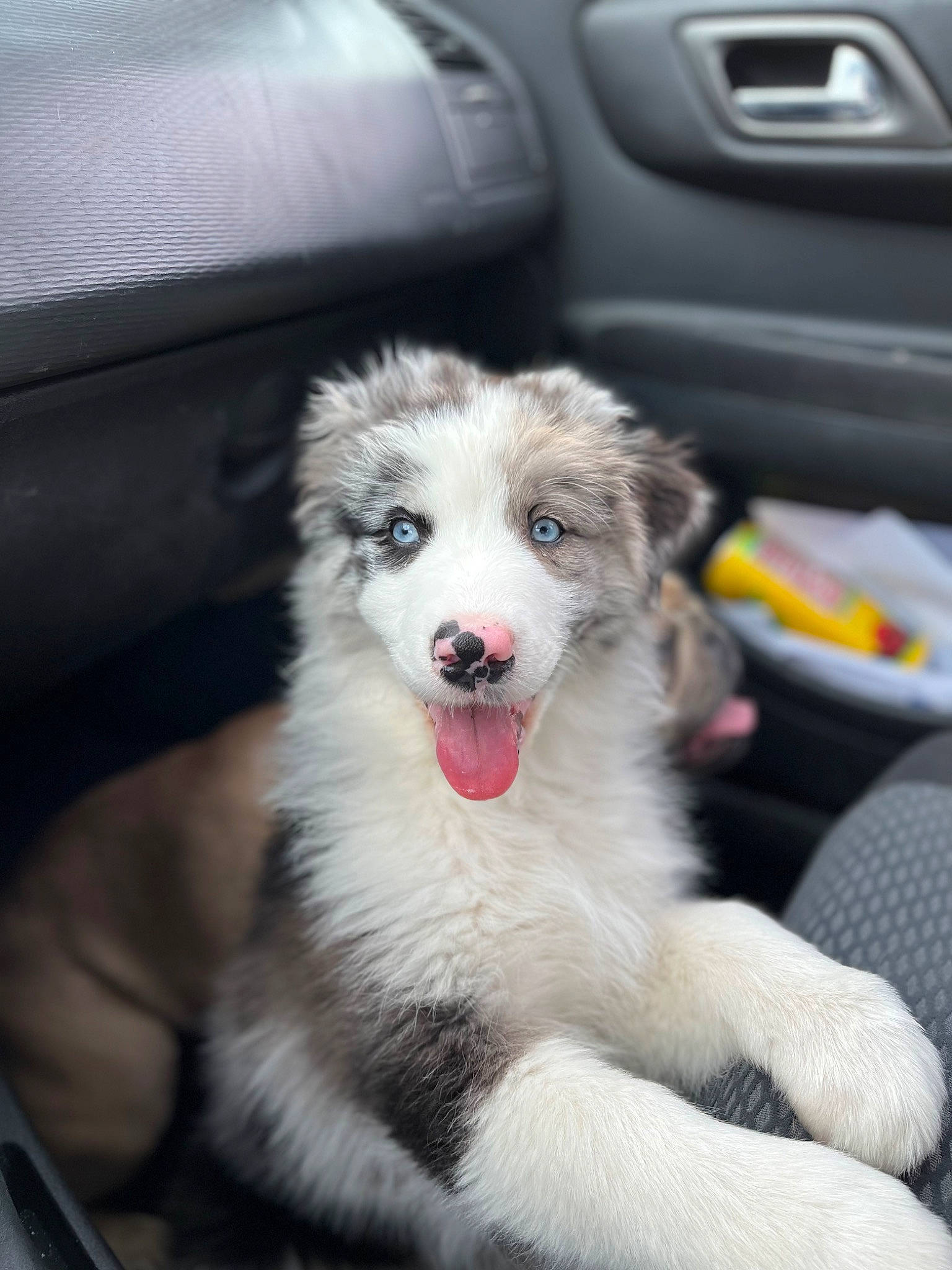 Thaïa participe au concours pour gagner de l'argent avec cette photo : automotive_exterior, canidae, car, carnivore, companion_dog, dog, dog_breed, family_car, fang, fur, jaw, paw, plant, snout, sporting_group, terrestrial_animal, vehicle, vehicle_registration_plate, whiskers, working_dog