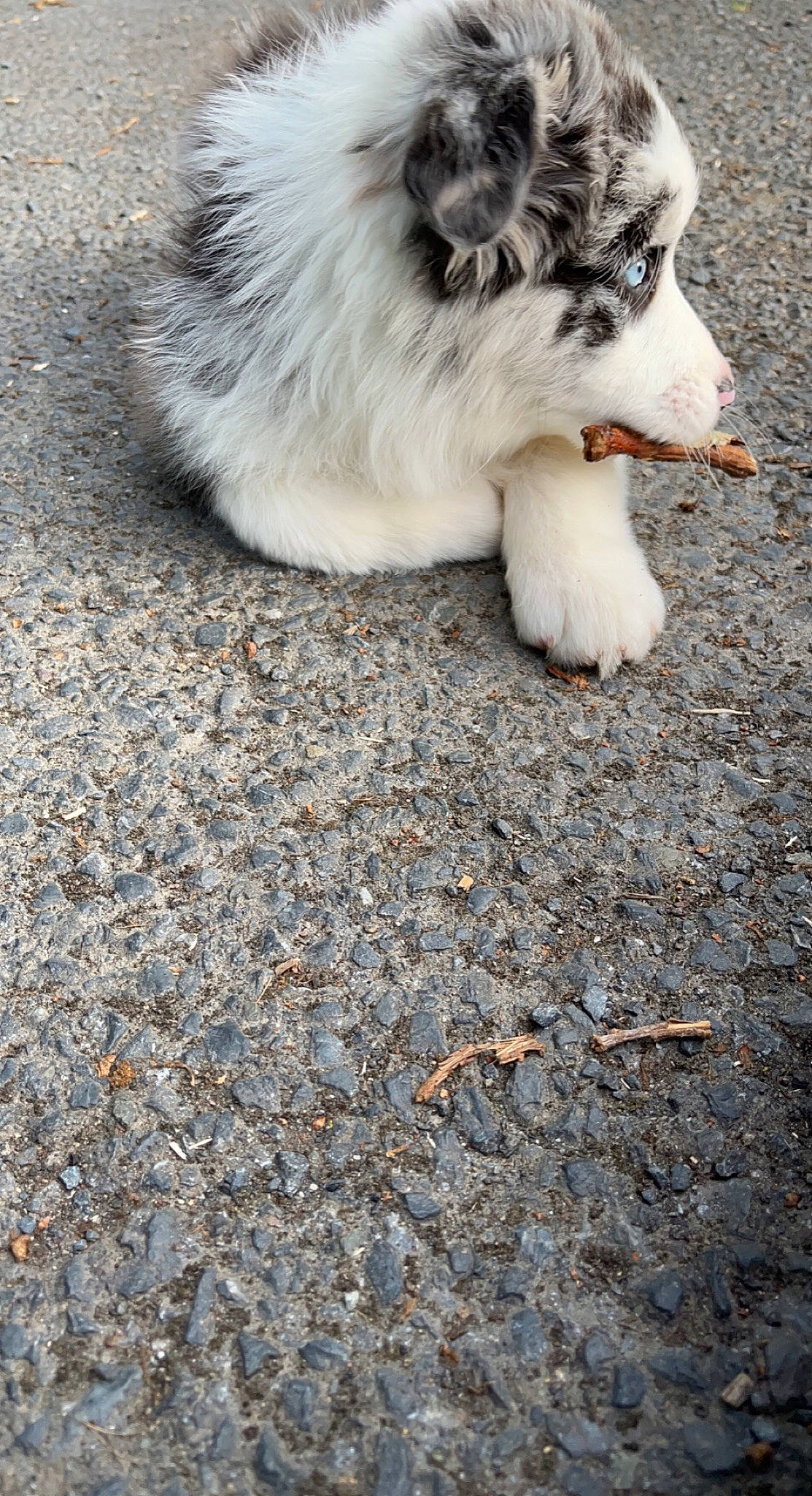 Thaïa a rejoint le concours — aidez-le/la à gagner de superbes lots ! asphalt, canidae, companion_dog, dog, dog_breed, fawn, foot, fur, grass, herding_dog, paw, road_surface, snout, soil, sporting_group, tail, tar, terrestrial_animal, whiskers, wildlife