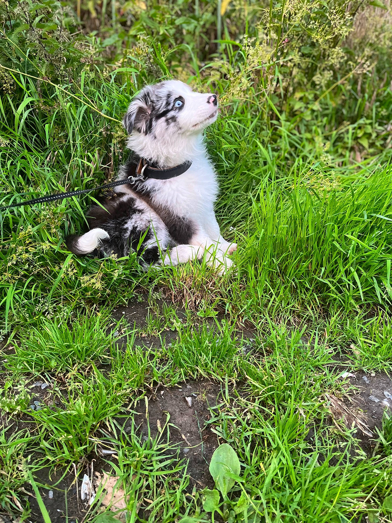 Thaïa participe au concours pour gagner de l'argent avec cette photo : canidae, fawn, felidae, grass, grass_family, grassland, groundcover, herb, lawn, meadow, natural_landscape, pasture, paw, people_in_nature, plant, prairie, snout, tail, terrestrial_animal, whiskers