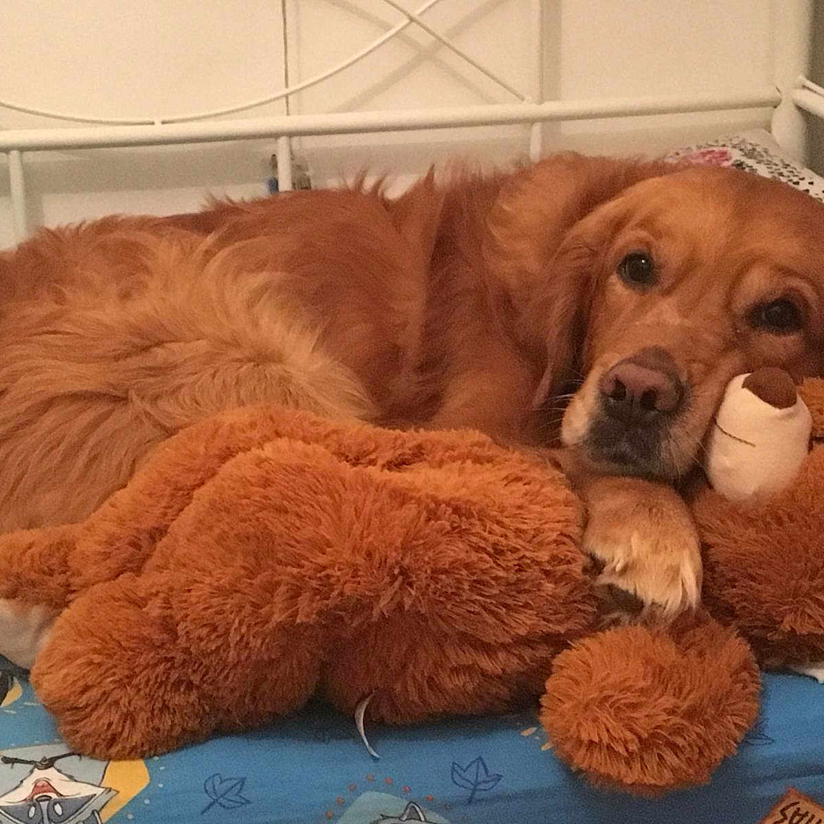 Goofy a rejoint le concours — aidez-le/la à gagner de superbes lots ! animal, ball, bed, bedroom, canine, cockerspaniel, couch, cushion, dog, furniture, goldenretriever, homedecor, hound, indoors, person, pet, puppy, room, sleeping, toy