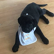 Thor a rejoint le concours — aidez-le/la à gagner de superbes lots ! adorable, animal, bib, black_dog, canine, companion, cute, dog, domestic_animal, floor, four_legs, fur, indoor, looking_up, lying_down, pet, puppy, small, wooden_floor, young_dog