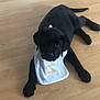 adorable, animal, bib, black_dog, canine, companion, cute, dog, domestic_animal, floor, four_legs, fur, indoor, looking_up, lying_down, pet, puppy, small, wooden_floor, young_dog