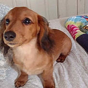 Howard joined the competition — help win amazing prizes! dog, dachshund, brown_dog, pet, bed, blanket, indoor, door, doorknob, bag, pillow, tie_dye, fur, animal, canine, cute, sitting, looking_away, calm, house