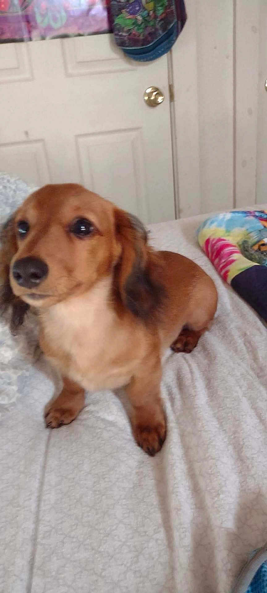 Howard joined the competition — help win amazing prizes! dog, dachshund, brown_dog, pet, bed, blanket, indoor, door, doorknob, bag, pillow, tie_dye, fur, animal, canine, cute, sitting, looking_away, calm, house