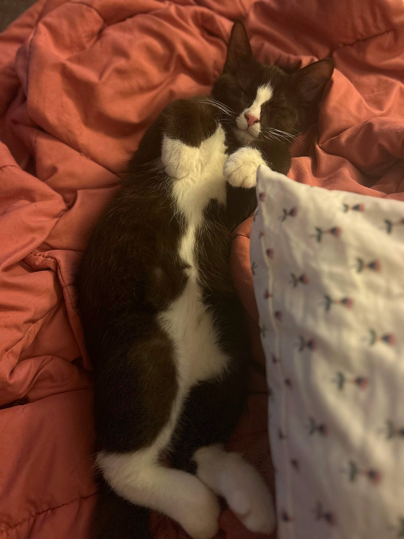 Franklin is registered to the contest to win money with this photo: blanket, brown, carnivore, cat, comfort, domestic_short_haired_cat, felidae, fur, linens, nap, pattern, small_to_medium_sized_cats, tail, whiskers